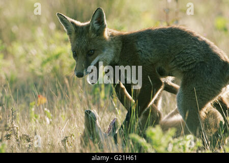 Rotfuchs Vulpes Vulpes Jungen kämpfen über Essen Stockfoto