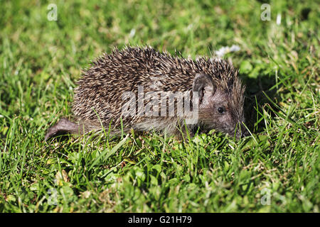 Westlichen Igel Erinaceus Europaeus blutjunge einzelnen Nahrungssuche bei sehr trockenem Wetter Ringwood Hampshire England Stockfoto