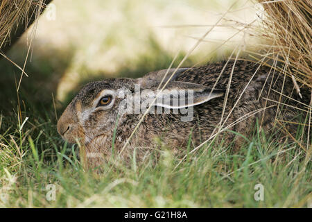 Feldhase Lepus Capensis bergende zwischen zwei Rundballen Heu in einem Feld in der Nähe von Tiszaalpar Ungarn Stockfoto