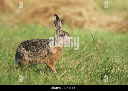 Feldhase Lepus Capensis in einem Feld in der Nähe von Tiszaalpar Ungarn Stockfoto