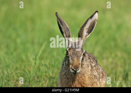 Feldhase Lepus Capensis in einem Feld in der Nähe von Tiszaalpar Ungarn Stockfoto