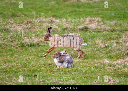 Feldhase Lepus Capensis laufen vorbei an Schneehase Lepus Timidus Findhorn Valley Highland Region Schottland UK Stockfoto