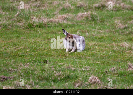 Schneehase Lepus Timidus Pflege seiner hinteren Fuß in Findhorn Valley Highland Region Schottland UK Stockfoto