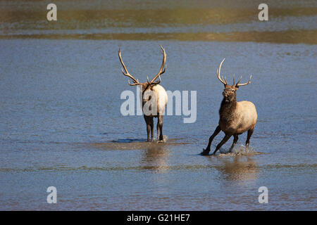 Elk Cervus Canadensis große männliche jagen jüngeren Männchen während der Brunft Lake Estes Estes Park Rocky Mountain Nationalpark-Colorado Stockfoto