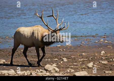 Elk Cervus Canadensis große männliche während der Brunft Lake Estes Estes Park Rocky Mountain National Park Colorado USA Stockfoto