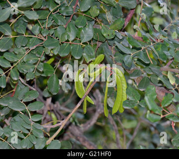 Johannisbrot oder Locust Tree - Ceratonia Siliqua grüne Samenkapseln auf Baum Stockfoto