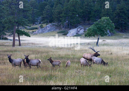 Rocky Mountain Elk Cervus Canadensis Nelsoni West Horseshoe Park Rocky Mountain National Park Colorado USA Stockfoto