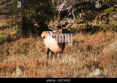 Rocky Mountain Elk Cervus Canadensis Nelsoni bull West Horseshoe Park Rocky Mountain National Park Colorado USA Stockfoto