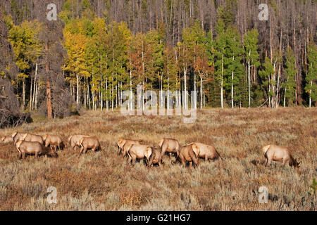 Rocky Mountain Elk Cervus Canadensis Nelsoni Gruppe Weibchen füttern West Horseshoe Park Rocky Mountain National Park Colorado Stockfoto