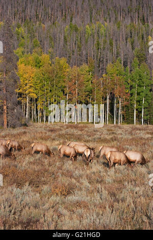 Rocky Mountain Elk Cervus Canadensis Nelsoni Gruppe Weibchen füttern West Horseshoe Park Rocky Mountain National Park Colorado Stockfoto