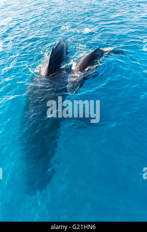 Buckelwale (Impressionen Novaeangliae), Mutter und Kalb, Hervey Bay, Queensland, Australien Stockfoto