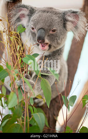 Koala (Phascolarctos Cinereous) essen Blätter, Lone Pine Koala Sanctuary, Brisbane, Queensland, Australien Stockfoto