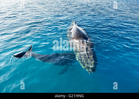 Buckelwale (Megaptera novaeangliae), Mutter und Kalb, Hervey Bay, Queensland, Australien Stockfoto