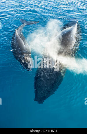 Buckelwale (Megaptera novaeangliae), Mutter und Kalb, Hervey Bay, Queensland, Australien Stockfoto