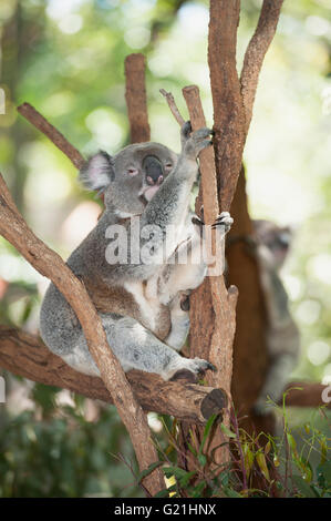 Koala (phascolarctos cinereous) schlafend auf einem Baum, Lone Pine Koala Sanctuary, Brisbane, Queensland, Australien Stockfoto