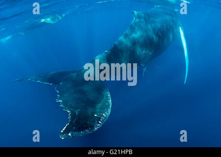 Humpback whale (Impressionen Novaeangliae), von hinten mit Fluke, Silber Banken, Dominikanische Republik Stockfoto