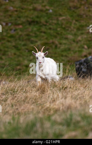 Verwilderte Ziegen auf grasbewachsenen Hügel Strathdearn Highland Region Scotland UK Stockfoto