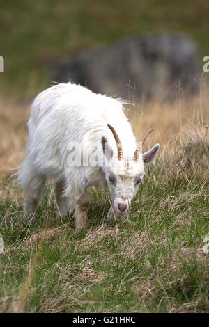 Wilde Ziege Fütterung auf grobe Grünland Strathdearn Highland Region Scotland UK Stockfoto