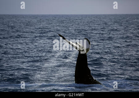 Buckelwal (Impressionen Novaeangliae) Arten-typisches Verhalten, schlagen mit der Schwanzflosse, die Fluke auf Wasser Oberfläche, Tail Ohrfeigen, Stockfoto