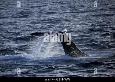 Buckelwal (Impressionen Novaeangliae) Arten-typisches Verhalten, schlagen Tail auf der Wasseroberfläche, Tail Ohrfeigen, Silver Bank, Stockfoto