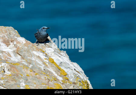 Blauen Rock Soor (Monticola Solitarius) sitzt auf Felsen, Sardinien, Italien Stockfoto