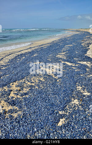 Meer Flöße (Velella Velella), unzählige Tiere stranden nach einem Sturm, Sardinien, Italien Stockfoto