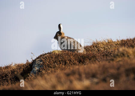 Schneehase Lepus Timidus auf Moorland Strathdearn Highland Region Scotland UK Stockfoto