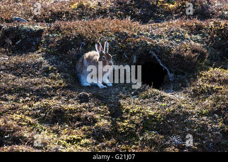 Berg Hase Lepus Timidus bergende neben Hummock auf Moorland Strathdearn Highland Region Scotland UK Stockfoto