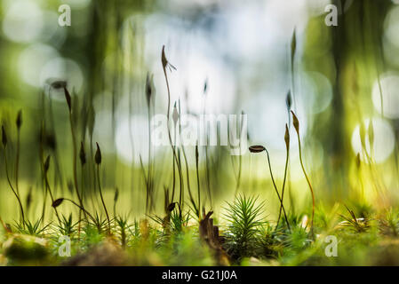 Moos, spore Kapseln auf Waldboden, Grafenau, Freyung-Grafenau, Bayerischer Wald, Niederbayern, Deutschland Stockfoto