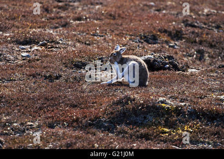 Berg Hase Lepus Timidus in teilweise Sommerfell Pflege Strathdearn Highland Region Scotland UK Stockfoto