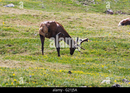 Rocky Mountain Elk Cervus Elaphus Stier samt am Hang in der Nähe von Medizin Bogen Kurve Trail Ridge Road Rocky Mountain National P Stockfoto