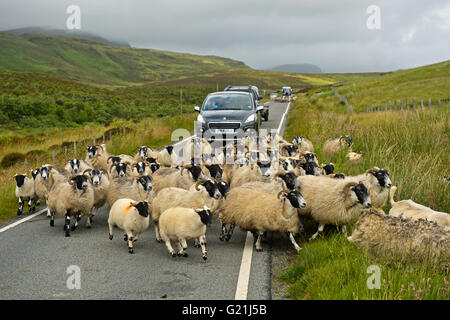 Scottish Blackface Schafherde Sperren des Verkehrs auf schmale Landstraße, Isle Of Skye, Schottland, Vereinigtes Königreich Stockfoto