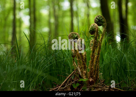 Farne (Polypodiopsida, Filicopsida) auf Waldboden, junge Triebe, Bayern, Deutschland Stockfoto