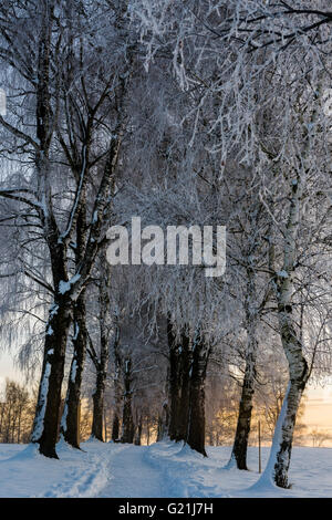 Birke (Betula) Gasse in Winterlandschaft bei Sonnenaufgang, Murnau, Oberbayern, Deutschland Stockfoto