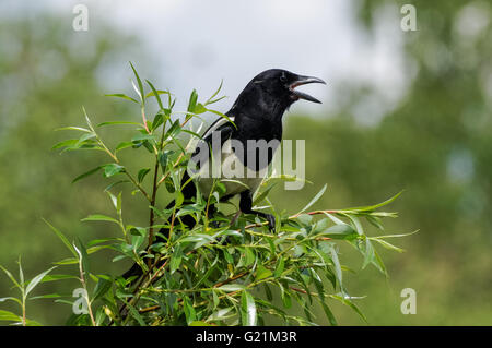 Die gemeinsame Elster Woodberry Feuchtgebiete Natur reserve, London England Vereinigtes Königreich UK Stockfoto
