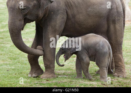 Ein-Monat-alten indischen Elefanten (Elephas Maximus Indicus) namens Maxmilian mit seiner Mutter Janita im Zoo von Prag, Tschechische Republik. Stockfoto