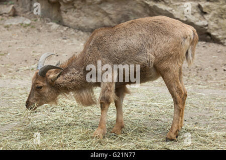 Mähnenspringer (Ammotragus Lervia) am Zoo Prag. Stockfoto