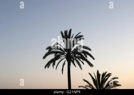 ein schönes poetisches Bild von zwei Palmen an der Strandpromenade von Palma gedreht von unten gegen den Himmel bei Sonnenuntergang, Palma Stockfoto