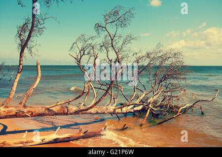 Wilden, einsamen Strand mit gefallenen toten Bäumen. Kap Kolka, Lettland Stockfoto