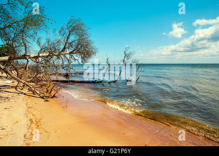 Wilden, einsamen Strand mit gefallenen toten Bäumen. Kap Kolka, Lettland Stockfoto