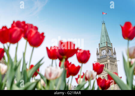 Der Peace Tower von dem kanadischen Parlament mit roten unscharfen Tulpen im Vordergrund, in Ottawa, während kanadische Tulpenfestival (2016) Stockfoto