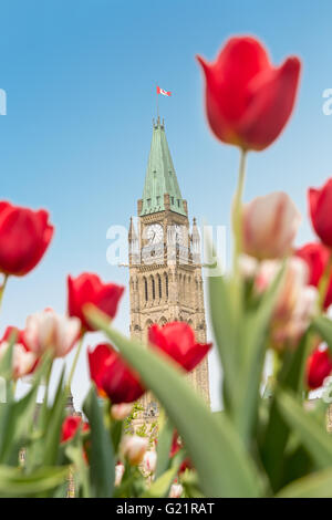 Peace Tower von dem kanadischen Parlament mit roten Tulpen im Vordergrund, in Ottawa, während kanadische Tulpenfestival verschwommen Stockfoto