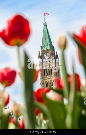 Peace Tower von dem kanadischen Parlament mit roten Tulpen im Vordergrund, in Ottawa, während kanadische Tulpenfestival verschwommen Stockfoto