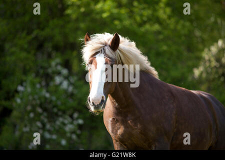 Entwurf des Pferd Porträt Stockfoto