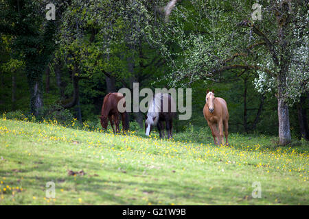 drei Pferde Lauf auf der Wiese außerhalb freien Stockfoto