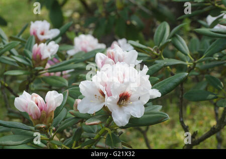 Closeup, weiße Rhododendron Blüten Stockfoto