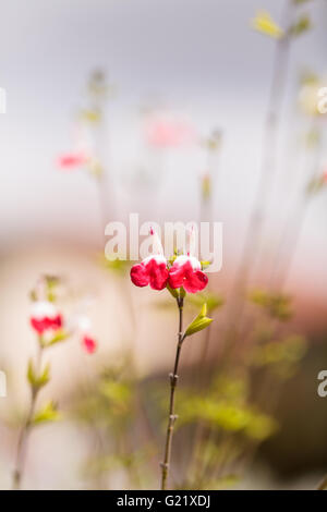 Rote und weiße heiße Lippen Salvia Blumen, Salvia Microphylla, blüht in einem botanischen Garten im Frühjahr. Stockfoto