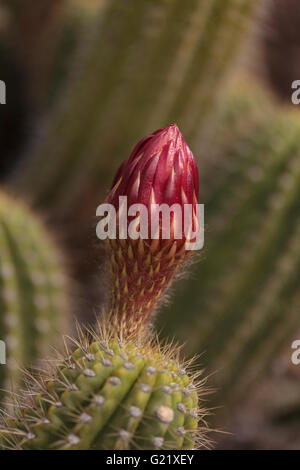 Echinopsis Rot Blume genannt die fliegende Untertasse Blüten auf einem Kaktus in Arizona. Stockfoto