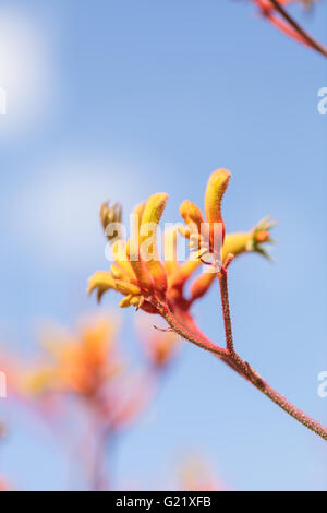 Gelb, orange und rot groß Kangaroo Paws Blumen Anigozanthos Flavidus Blüten in einem botanischen Garten in Australien Stockfoto