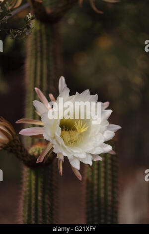 Weiße Trichocereus Spachianus Kaktus Blume blüht auf einem Kaktus in Arizona. Stockfoto